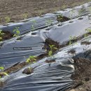 대야재래시장 이미지