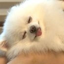 순심이