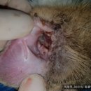 의정부24시IU동물병원 이미지