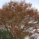 장두못 공원 이미지