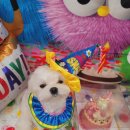 마이제이스 이미지