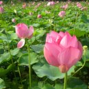 충남부여 서동연꽃축제- 궁남지 연꽃들 이미지