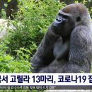 고릴라 PC방 이미지
