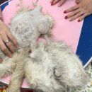 개멋지냥 이미지