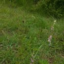 (06.21) 타래난초, 꼬리조팝나무, 끈끈이주걱, 좁쌀풀, 수염가래풀등 이미지