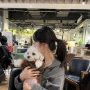 아이러브펫동물병원(신도림점) | 어린 강아지 심한급성 장염 입원 8일 후기 1/7~1/14