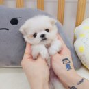 나눔펫 책임분양소 강아지분양 김포점 네이버블로그