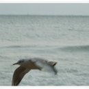 부산갈메기 이미지