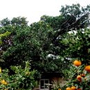 광령귤나무 이미지