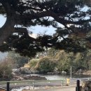 라라보목 이미지