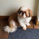 순둥이한끼 이미지