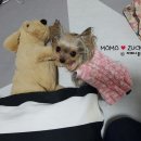 멍멍이PC 이미지