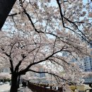 우이천 공중화장실 | 우이천 벚꽃축제 쌍문역 근처 벚꽃놀이 가능한 곳^^