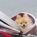 더데일리펫샵 이미지