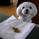 국립축산과학원 동물병원 이미지