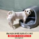 (강아지 분실신고) 충남 서산시 부석면 지산리 473-3 부근에서 산책하다 실종된 강아지를 찾습니다! 이미지