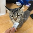 고양이미용 우다다냥 이미지