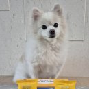 마스코타 펫 이미지