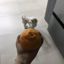 벨라루시 펫살롱 이미지