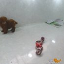 푸들사랑 이미지