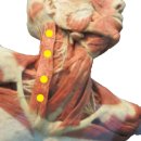 자율신경에 도움되는 목근육 푸는 체조와 목 마사지 이미지
