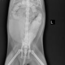 24시 창원2차동물의료원 이미지