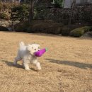 쉐르빌온천관광호텔 | [with 반려견과 함께] 앙평숙박추천 쉐르빌 온천 관광호텔 후기
