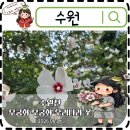 강아지풍경 | 수원 금계국 강아지 산책코스 수원천 무궁화 계망초 계란꽃 여름풍경 후기