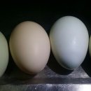 소영농장 이미지