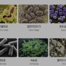 풍년떡고을 네이버블로그