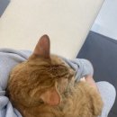 365동물병원위례점 이미지