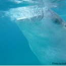 고래세상 이미지