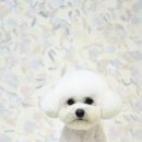 트리밍스튜디오제제 이미지