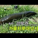 #44 경북권 가물치루어낚시 20220416 이미지