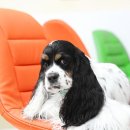 쁘띠퍼피 이미지