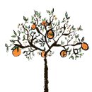 라임오렌지 이미지