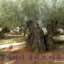 겟세마니동산 이미지