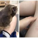 냥스