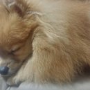 세상 편하개 이미지