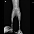 맘스동물의료센터 이미지