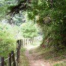 왕피천 은어길 이미지