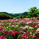 울산 태화강변 국제정원 봄꽃 축제 ( 2024.5.14 ) 이미지