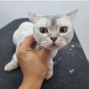 아꼬운몽 이미지