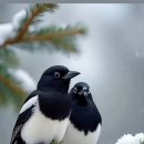 단비 네이버블로그