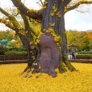 방학동 은행나무 이미지