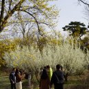 이천산수유마을 이미지