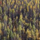11월 국내 가을여행지, 가볼만한 곳 (태백 자작나무숲, 주왕산, 제주 산굼부리) 이미지