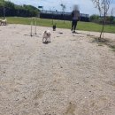 워킹애니멀스쿨 이미지