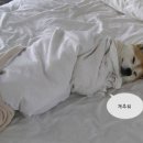 멍멍이 - 청주시 상당구 용담로 50 | 멍멍이