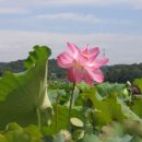 정영세차 | 관곡지